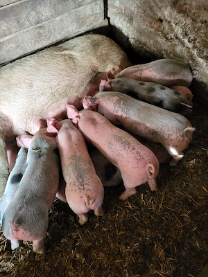 Vand purceii pic cu pietran 