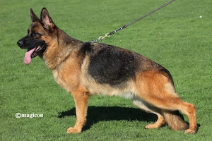 Femela Ciobănesc German  - imagine 4