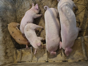 Purcei de 7 săptămâni  - imagine 2