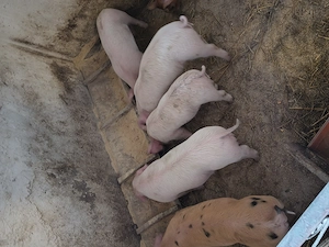 Purcei de 7 săptămâni  - imagine 3