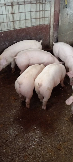 Purcei, 35-45 kg - imagine 3