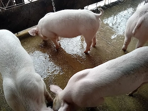 Purcei, 35-45 kg - imagine 5