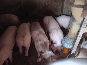 Purcei, 35-45 kg - imagine 2