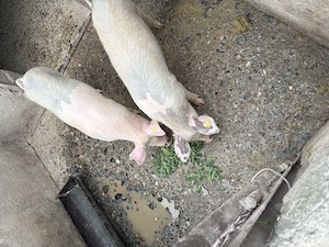 Vând soldani.              - imagine 3