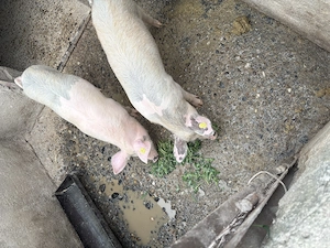 Vând soldani.              - imagine 2