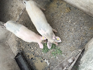 Vând soldani.              - imagine 4