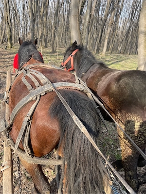 se vand pachet !!! (2 cai ) 1-cal 7 ani castrat si o manza 1 an 