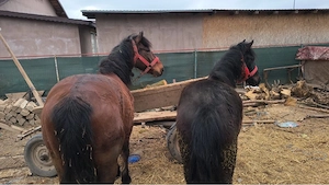 vand cal castrat 7 ani si manza 1 an pachet 11000 ron