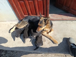 Pui Ciobanesc german  - imagine 2