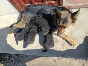 Pui Ciobanesc german 