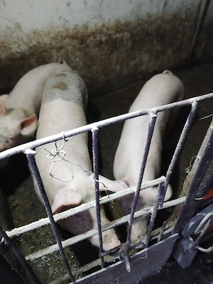 Vand porci de casa - imagine 2