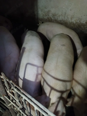 Vand porci de casa - imagine 3