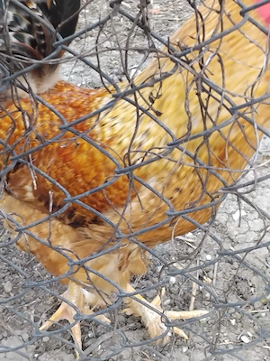 Vand cocosi crescuti cu cereale