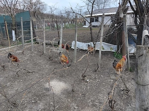 Vand cocosi crescuti cu cereale - imagine 2