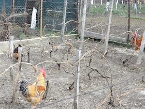 Vand cocosi crescuti cu cereale - imagine 3