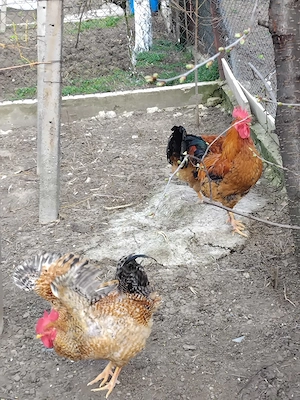 Vand cocosi crescuti cu cereale - imagine 4