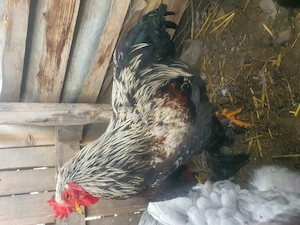 3 Cocoși cauta alta casă  - imagine 5