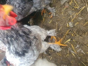 3 Cocoși cauta alta casă  - imagine 2