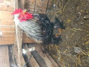 3 Cocoși cauta alta casă  - imagine 4