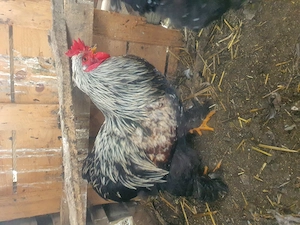 3 Cocoși cauta alta casă  - imagine 3