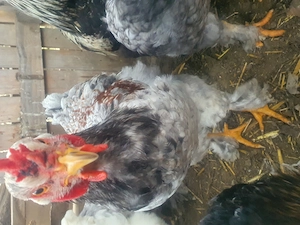 3 Cocoși cauta alta casă 