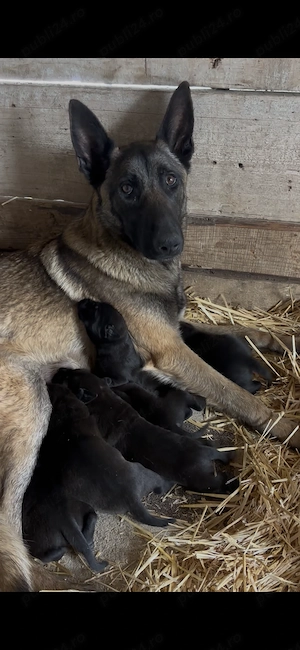 Malinois 4 masculi2 femele prenotari