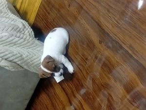 Jack Russell Terrier par scurt italia - imagine 3