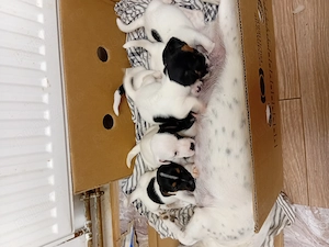 Jack Russell Terrier par scurt italia - imagine 5