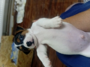 Jack Russell Terrier par scurt italia - imagine 4