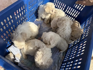 Vând bichon maltez 6 săptămâni  - imagine 2