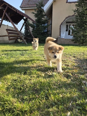 Akita Inu japonez - imagine 3