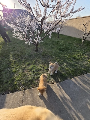 Akita Inu japonez - imagine 2