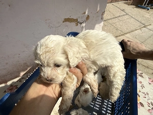 Vând bichon maltez 6 săptămâni  - imagine 3