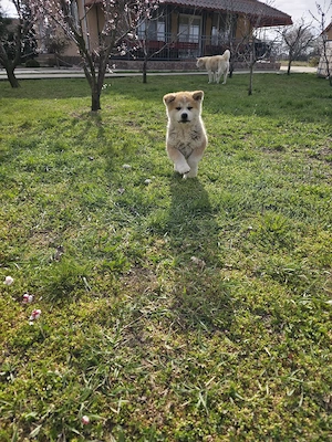 Akita Inu japonez - imagine 5