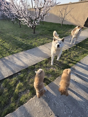 Akita Inu japonez - imagine 4