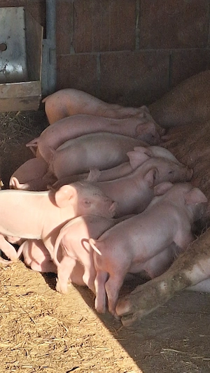 scrofite landras pur petru reproducție cu 18 mameloane sau masculi  - imagine 3