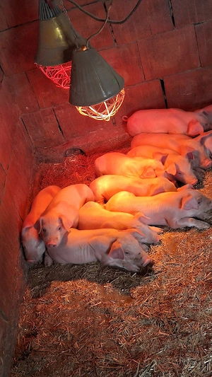 scrofite landras pur petru reproducție cu 18 mameloane sau masculi  - imagine 4