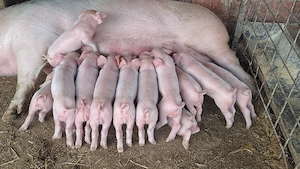 scrofite landras pur petru reproducție cu 18 mameloane sau masculi  - imagine 2