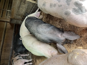 Porci de vânzare  - imagine 2