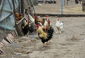 Cocosi 2025 rasa inalta - imagine 3