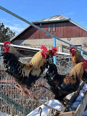 Cocosi 2025 rasa inalta - imagine 2