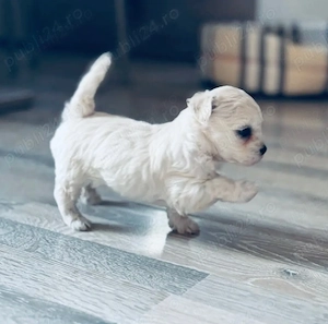 Vand bichon miny toy 6 saptamani - imagine 2