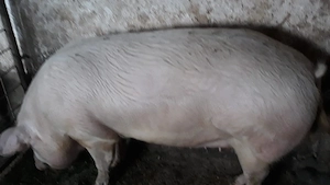 Vând porc de un an