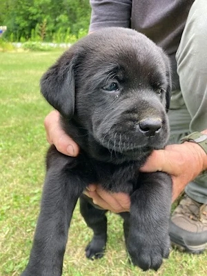 Labrador Retriever 