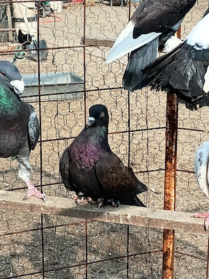 Vând porumbei roler de cluj - imagine 4