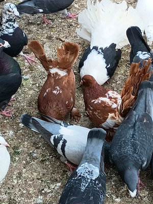 Vând porumbei roler de cluj - imagine 2