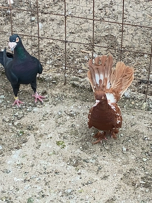 Vând porumbei roler de cluj - imagine 5