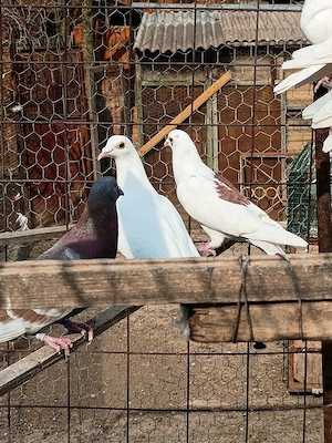 Vând porumbei roler de cluj - imagine 3