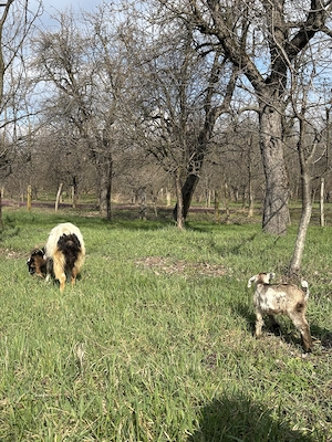 Capră Alpină Carpatină cu lapte + ied Anglo-Nubian 