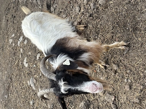 Capră Alpină Carpatină cu lapte + ied Anglo-Nubian  - imagine 2